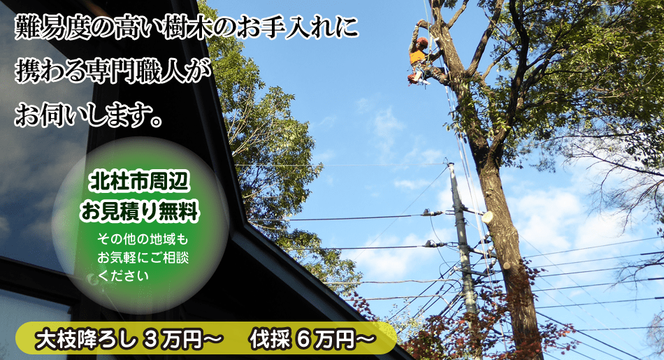 難易度の高い樹木のお手入れに携わる専門職人。北杜市周辺お見積り無料その他の地域もお気軽にご相談ください。大枝降ろし 3 万円～ 伐採 6万円～